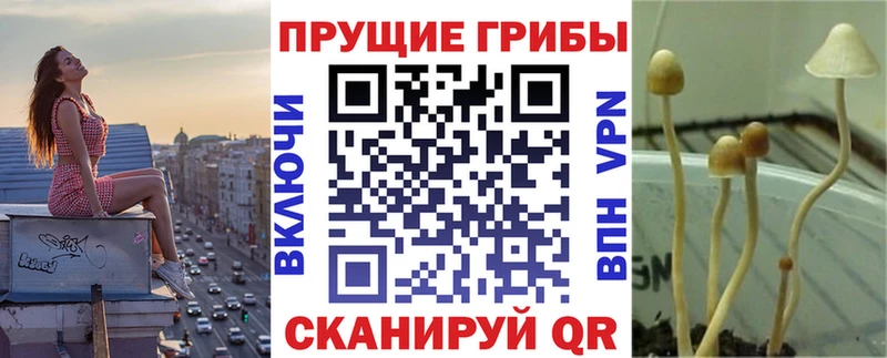 Псилоцибиновые грибы Cubensis  мега   Зеленогорск 